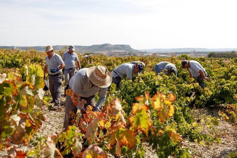 Spanish Wine Supply Ireland