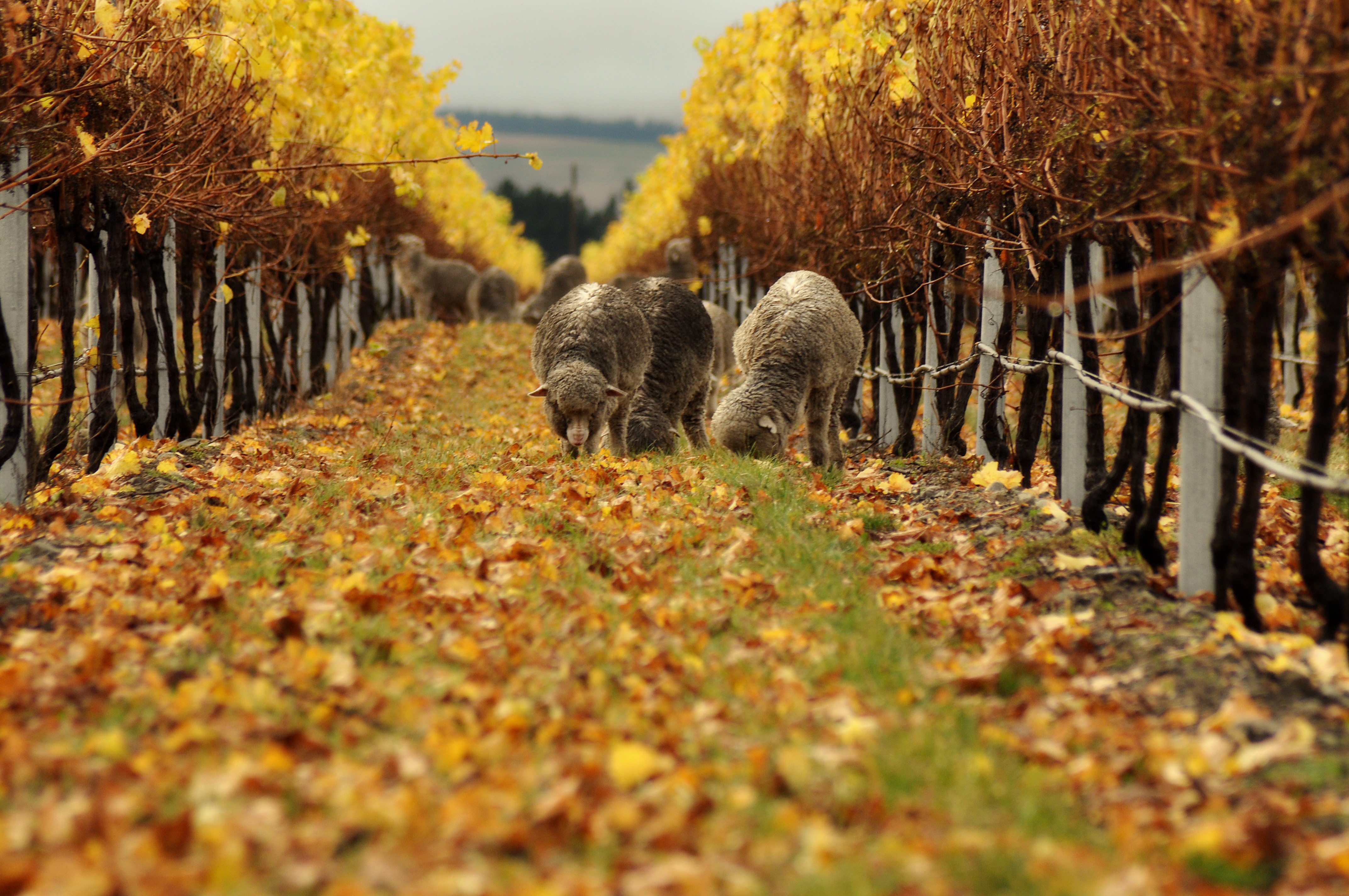 Waiata Vineyards Photo 3